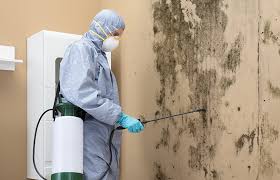 Why You Should Choose Our Mold Remediation Services in Blackwell, OK